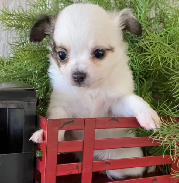  regalo cuccioli di chihuahua mini toy