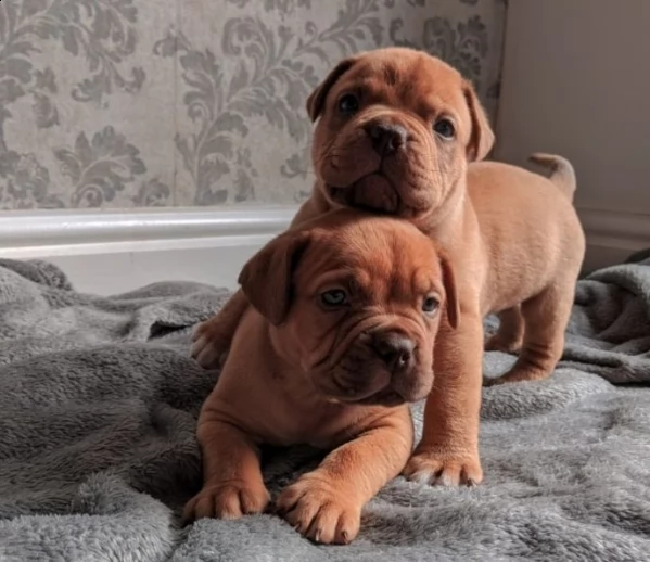 meravigliosi  dogue de bordeaux maschi e femmine