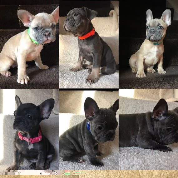 regalo cuccioli di bulldog francese 