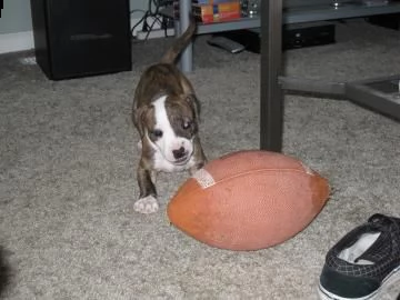 meravigliosa cucciolata di pitbull terrier