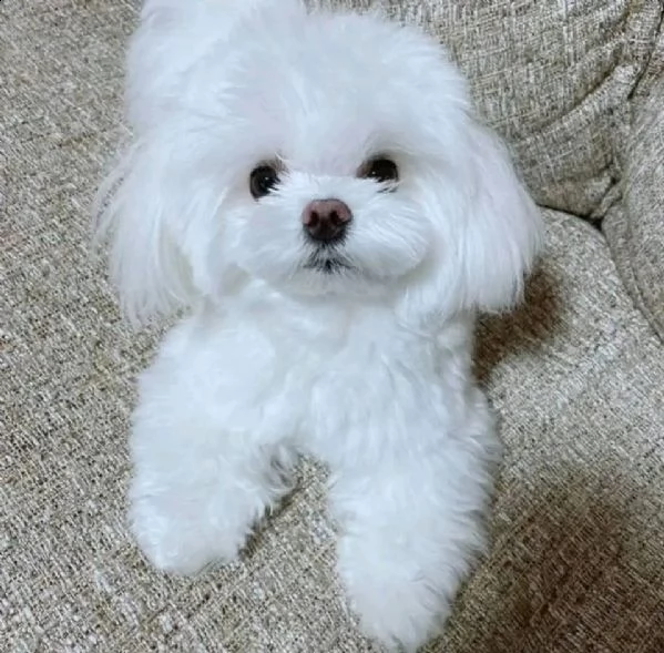 cuccioli maltesi 