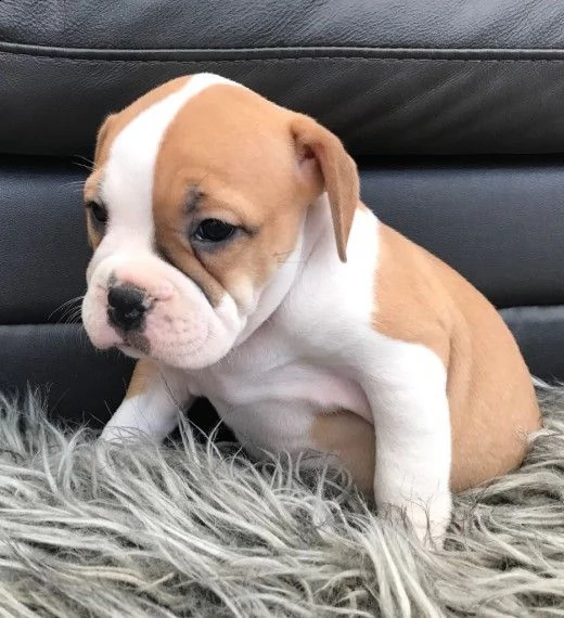 regalo bulldog inglese cuccioli disponibili,.,.,