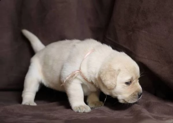 regalo adorabili cuccioli di la labrador chicolato