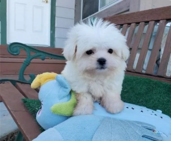 cuccioli di maltesi mini toy. 