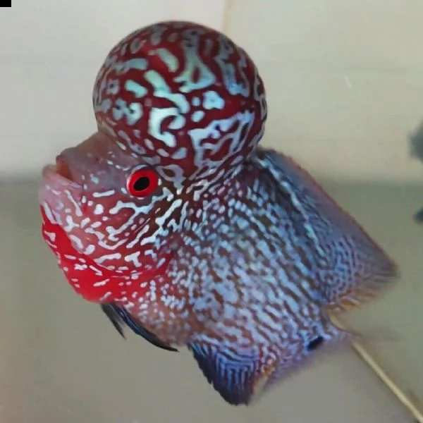 pesce flowerhorn dalla testa grande | Foto 2