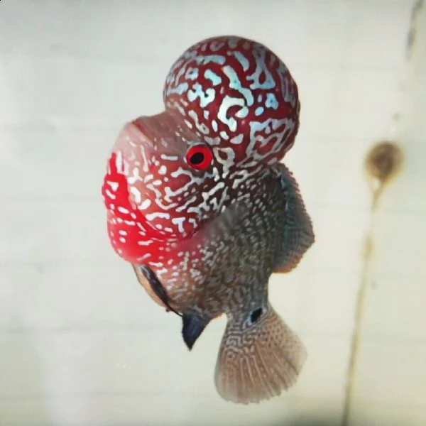 pesce flowerhorn dalla testa grande | Foto 1