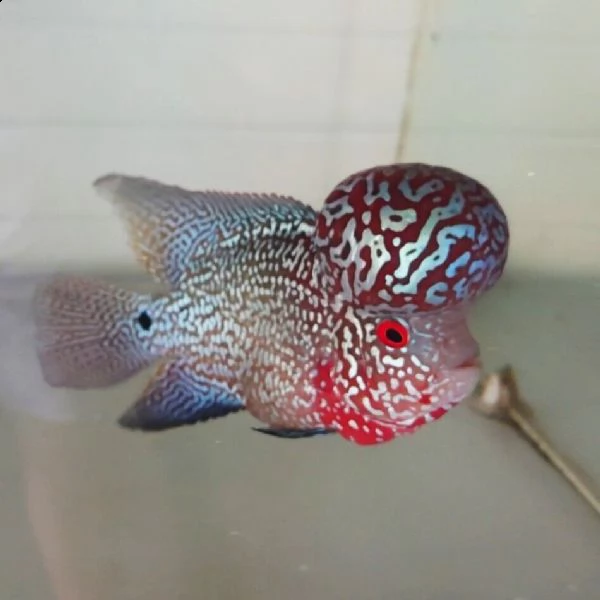 pesce flowerhorn dalla testa grande | Foto 0