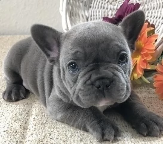 cuccioli bulldog francese blu