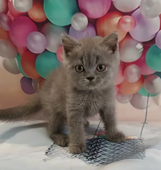 Scottish Fold e Straight  | Foto 4