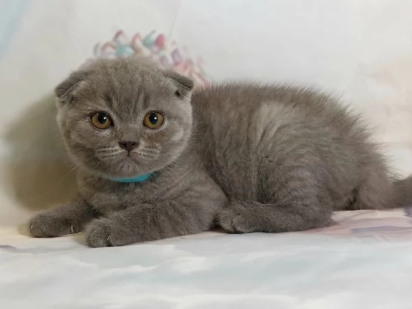 Scottish Fold e Straight 
