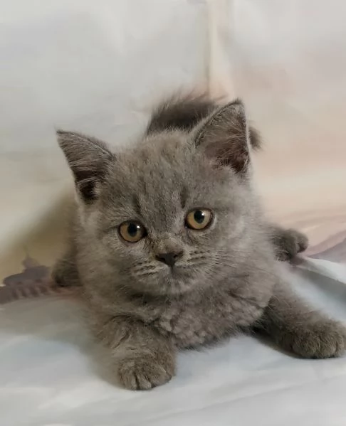 Scottish Fold e Straight  | Foto 3