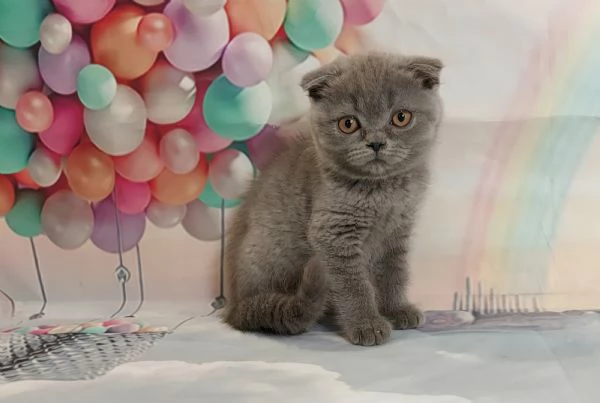 Scottish Fold e Straight  | Foto 2