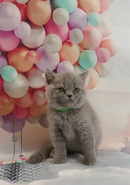 Scottish Fold e Straight  | Foto 1