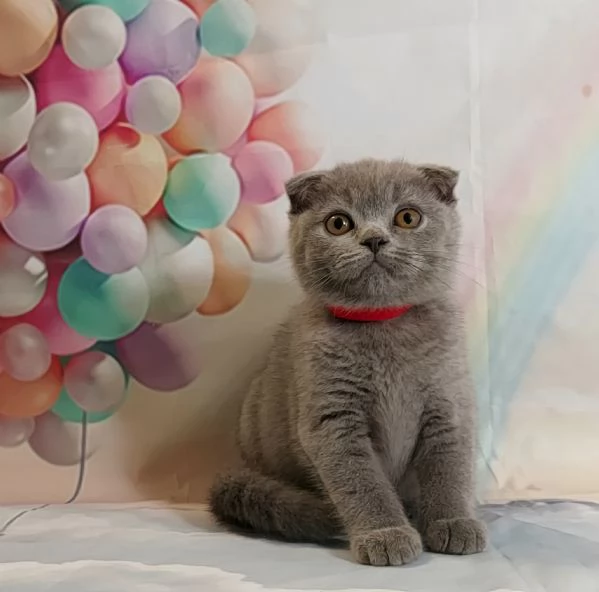Scottish Fold e Straight  | Foto 0