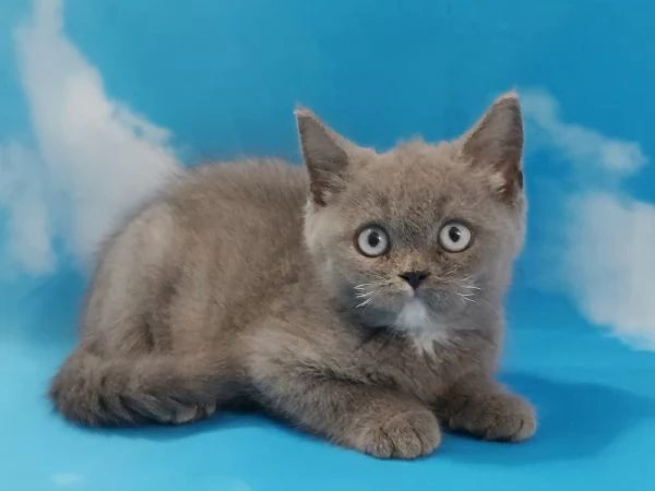 Scottish Fold/Straight occhi azzurri  | Foto 3