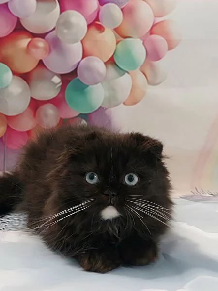 Scottish Fold/Straight occhi azzurri  | Foto 2