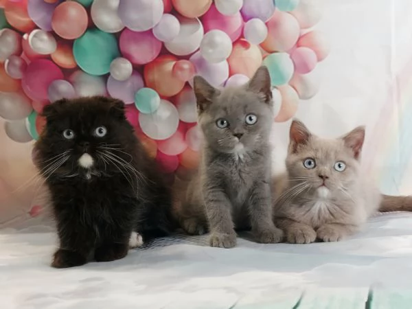 Scottish Fold/Straight occhi azzurri 