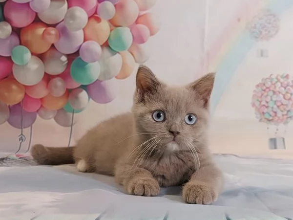 Scottish Fold/Straight occhi azzurri  | Foto 1