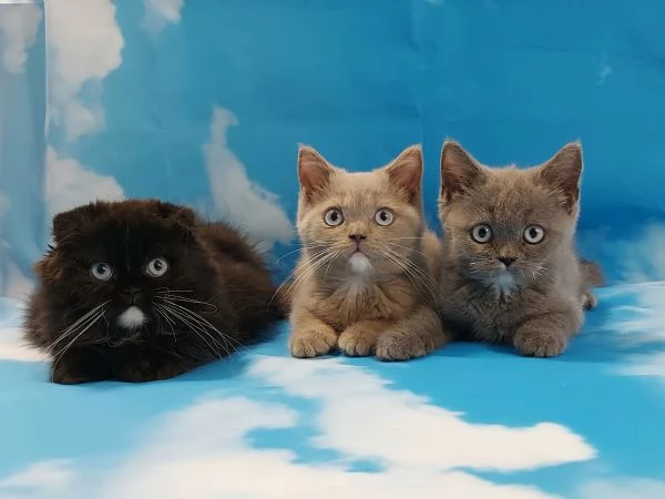 Scottish Fold/Straight occhi azzurri  | Foto 0
