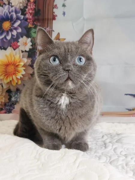 British Shorthair occhi Azzurri  | Foto 4