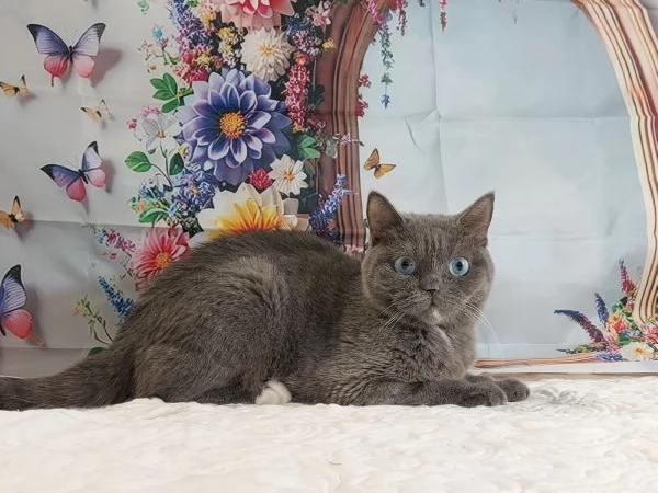 British Shorthair occhi Azzurri  | Foto 3