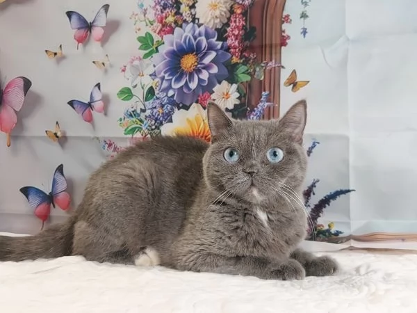 British Shorthair occhi Azzurri  | Foto 2