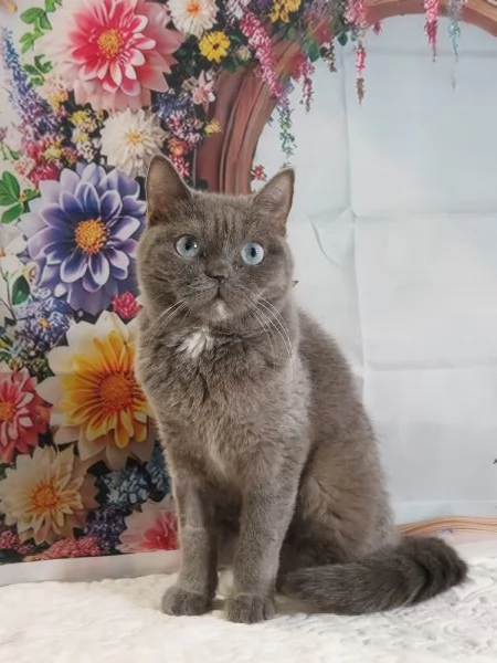 British Shorthair occhi Azzurri  | Foto 1