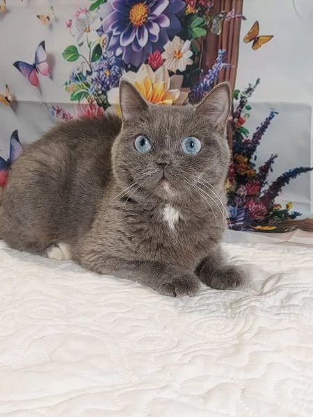 British Shorthair occhi Azzurri  | Foto 0