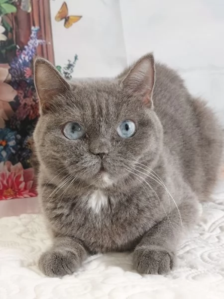 British Shorthair occhi Azzurri 