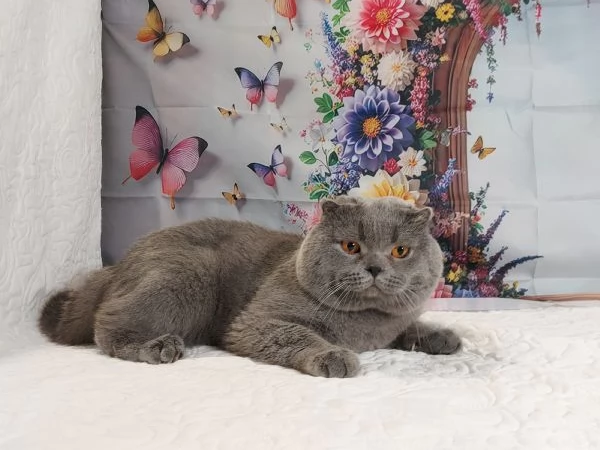 Scottish fold blue  | Foto 4