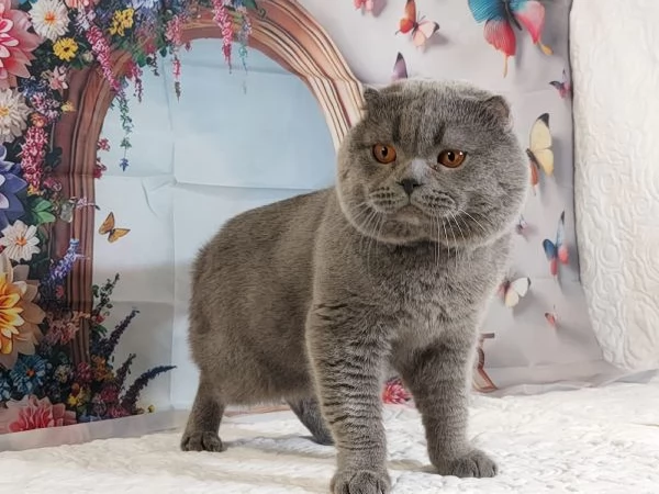 Scottish fold blue  | Foto 3