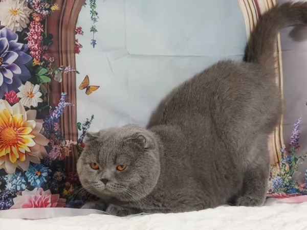 Scottish fold blue  | Foto 2