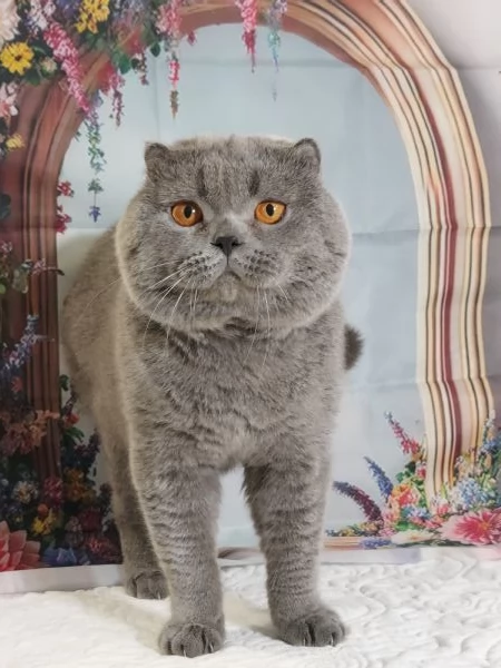 Scottish fold blue  | Foto 1