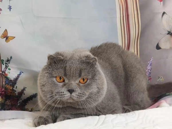 Scottish fold blue  | Foto 0