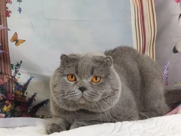 Scottish fold blue 