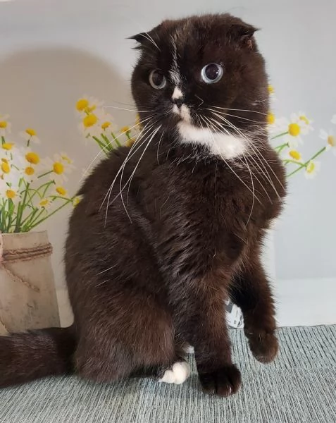 Scottish fold nera | Foto 2