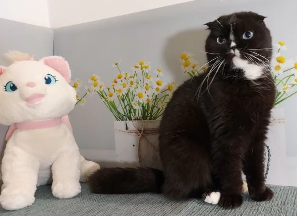 Scottish fold nera