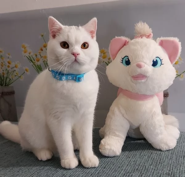 British Shorthair Memo | Foto 4