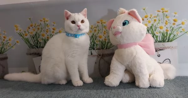 British Shorthair Memo | Foto 3