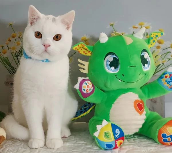 British Shorthair Memo | Foto 1