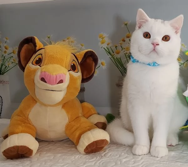 British Shorthair Memo | Foto 0