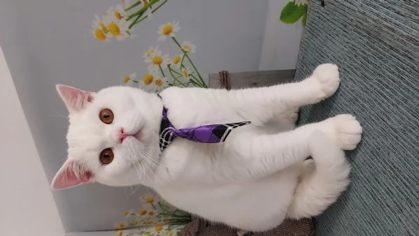 British Shorthair bianco  | Foto 2