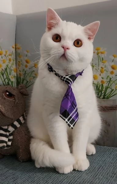British Shorthair bianco  | Foto 1