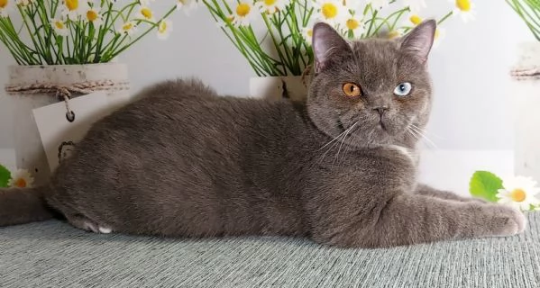 Scottish Straight occhi impari 