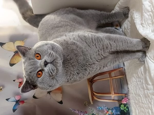 British Shorthair per Riproduzione  | Foto 3