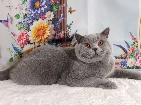 British Shorthair per Riproduzione  | Foto 2