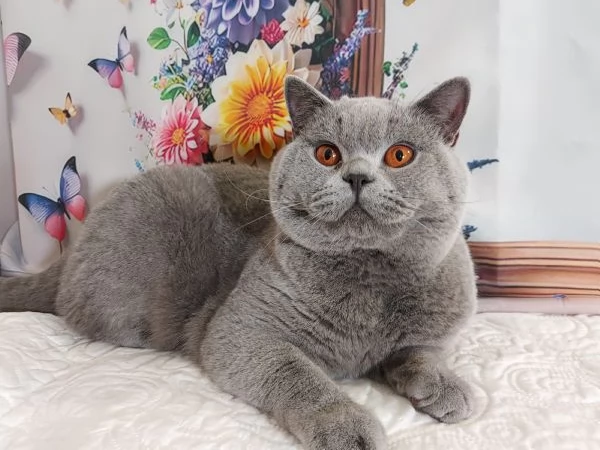 British Shorthair per Riproduzione 