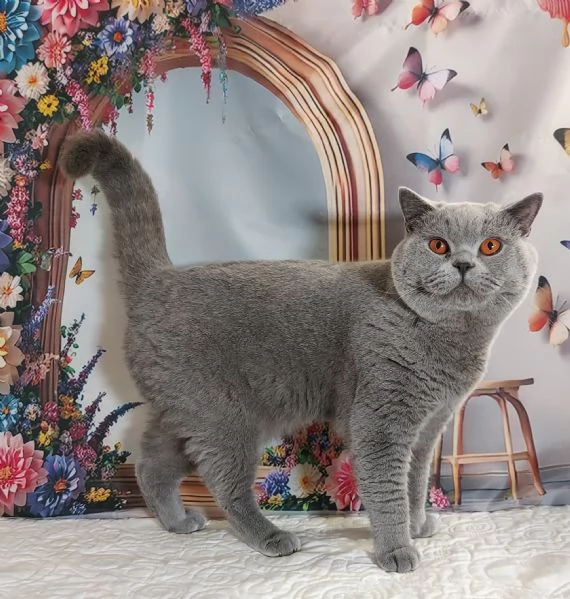 British Shorthair per Riproduzione  | Foto 1