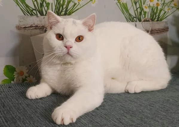 British Shorthair Memo  | Foto 3