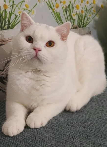 British Shorthair Memo  | Foto 2